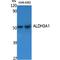 Aldehyde Dehydrogenase 3 Family Member A1 antibody, LS-C386794, Lifespan Biosciences, Western Blot image 