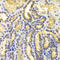 Eukaryotic Translation Initiation Factor 5A antibody, 18-449, ProSci, Immunofluorescence image 