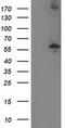 Protein Phosphatase, Mg2+/Mn2+ Dependent 1B antibody, MA5-25536, Invitrogen Antibodies, Western Blot image 