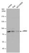 G Protein-Coupled Receptor Kinase 2 antibody, PA5-77852, Invitrogen Antibodies, Western Blot image 