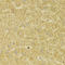 Melan-A antibody, LS-C334620, Lifespan Biosciences, Immunohistochemistry frozen image 