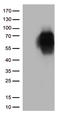 CD86 antibody, TA813079, Origene, Western Blot image 