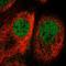 Cofilin 2 antibody, HPA045599, Atlas Antibodies, Immunofluorescence image 