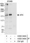 AF4/FMR2 Family Member 1 antibody, A302-345A, Bethyl Labs, Immunoprecipitation image 