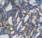 Nuclear Transcription Factor Y Subunit Alpha antibody, orb214317, Biorbyt, Immunohistochemistry paraffin image 