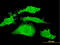 RDX antibody, LS-C198074, Lifespan Biosciences, Immunofluorescence image 