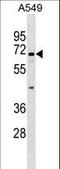 Integrin Alpha FG-GAP Repeat Containing 1 antibody, LS-C159933, Lifespan Biosciences, Western Blot image 