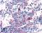 Taste 1 Receptor Member 1 antibody, LS-A1992, Lifespan Biosciences, Immunohistochemistry frozen image 