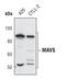Mitochondrial Antiviral Signaling Protein antibody, PA5-17271, Invitrogen Antibodies, Western Blot image 