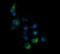 Kallikrein-8 antibody, MA5-26252, Invitrogen Antibodies, Immunocytochemistry image 