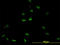 Proteasome Subunit Beta 8 antibody, LS-C133416, Lifespan Biosciences, Immunofluorescence image 