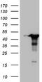 WD Repeat Domain 92 antibody, TA809528, Origene, Western Blot image 
