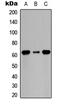Cell Division Cycle 6 antibody, LS-C358451, Lifespan Biosciences, Western Blot image 