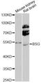 Basigin (Ok Blood Group) antibody, A13954, ABclonal Technology, Western Blot image 