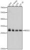 RNA Exonuclease 2 antibody, 16-244, ProSci, Western Blot image 