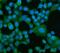 Eukaryotic Translation Elongation Factor 2 antibody, A00830-2, Boster Biological Technology, Immunofluorescence image 