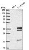 WD Repeat Domain 82 antibody, HPA040427, Atlas Antibodies, Western Blot image 