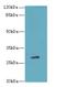 TBC1 Domain Family Member 26 antibody, LS-C398788, Lifespan Biosciences, Western Blot image 