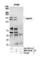 Ras Association (RalGDS/AF-6) And Pleckstrin Homology Domains 1 antibody, NBP2-59126, Novus Biologicals, Western Blot image 