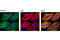 Myosin Heavy Chain 9 antibody, 3403S, Cell Signaling Technology, Immunofluorescence image 