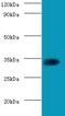 Quiescin Sulfhydryl Oxidase 1 antibody, LS-C318455, Lifespan Biosciences, Western Blot image 