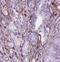 Synaptosome Associated Protein 23 antibody, FNab08054, FineTest, Immunohistochemistry frozen image 