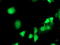 Eukaryotic Translation Initiation Factor 2B Subunit Gamma antibody, LS-C337529, Lifespan Biosciences, Immunofluorescence image 