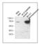 Sirtuin 2 antibody, PA1-16933, Invitrogen Antibodies, Western Blot image 