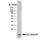 His tag antibody, MCA1396, Bio-Rad (formerly AbD Serotec) , Immunoprecipitation image 