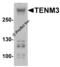 Teneurin Transmembrane Protein 3 antibody, 8151, ProSci, Western Blot image 