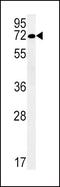 Solute Carrier Family 19 Member 3 antibody, PA5-25264, Invitrogen Antibodies, Western Blot image 