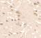 Serine/threonine-protein kinase ULK2 antibody, PA5-34543, Invitrogen Antibodies, Immunohistochemistry frozen image 