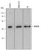 WW Domain Containing Oxidoreductase antibody, AF6399, R&D Systems, Western Blot image 