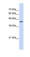 GA Binding Protein Transcription Factor Subunit Beta 1 antibody, orb330946, Biorbyt, Western Blot image 