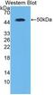 Interferon Lambda 2 antibody, abx131934, Abbexa, Western Blot image 