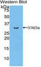 Cadherin EGF LAG Seven-Pass G-Type Receptor 2 antibody, LS-C293082, Lifespan Biosciences, Western Blot image 