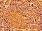 SHE antibody, CSB-PA730142LA01HU, Cusabio, Immunohistochemistry frozen image 