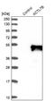 Actin Like 7B antibody, NBP1-86972, Novus Biologicals, Western Blot image 