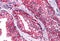 Synaptosome Associated Protein 23 antibody, MBS243303, MyBioSource, Immunohistochemistry frozen image 