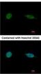 SAP30 Binding Protein antibody, NBP1-31695, Novus Biologicals, Immunofluorescence image 