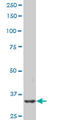 PDZ Binding Kinase antibody, LS-C133785, Lifespan Biosciences, Western Blot image 