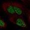 Protein Phosphatase 4 Regulatory Subunit 2 antibody, HPA073758, Atlas Antibodies, Immunofluorescence image 