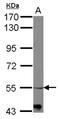 Adrenoceptor Alpha 1B antibody, NBP2-15351, Novus Biologicals, Western Blot image 