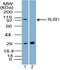 NLR Family Member X1 antibody, PA5-23496, Invitrogen Antibodies, Western Blot image 