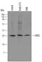 Growth Factor Receptor Bound Protein 2 antibody, MAB3846, R&D Systems, Western Blot image 