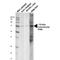 Cytochrome P450 Oxidoreductase antibody, PA5-77820, Invitrogen Antibodies, Western Blot image 