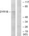 Dual Specificity Tyrosine Phosphorylation Regulated Kinase 1B antibody, LS-C119346, Lifespan Biosciences, Western Blot image 