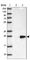 Tetraspan membrane protein of hair cell stereocilia antibody, HPA055110, Atlas Antibodies, Western Blot image 