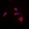 Signal Regulatory Protein Alpha antibody, orb215378, Biorbyt, Immunofluorescence image 