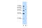 Nicotinamide Phosphoribosyltransferase antibody, 29-725, ProSci, Western Blot image 